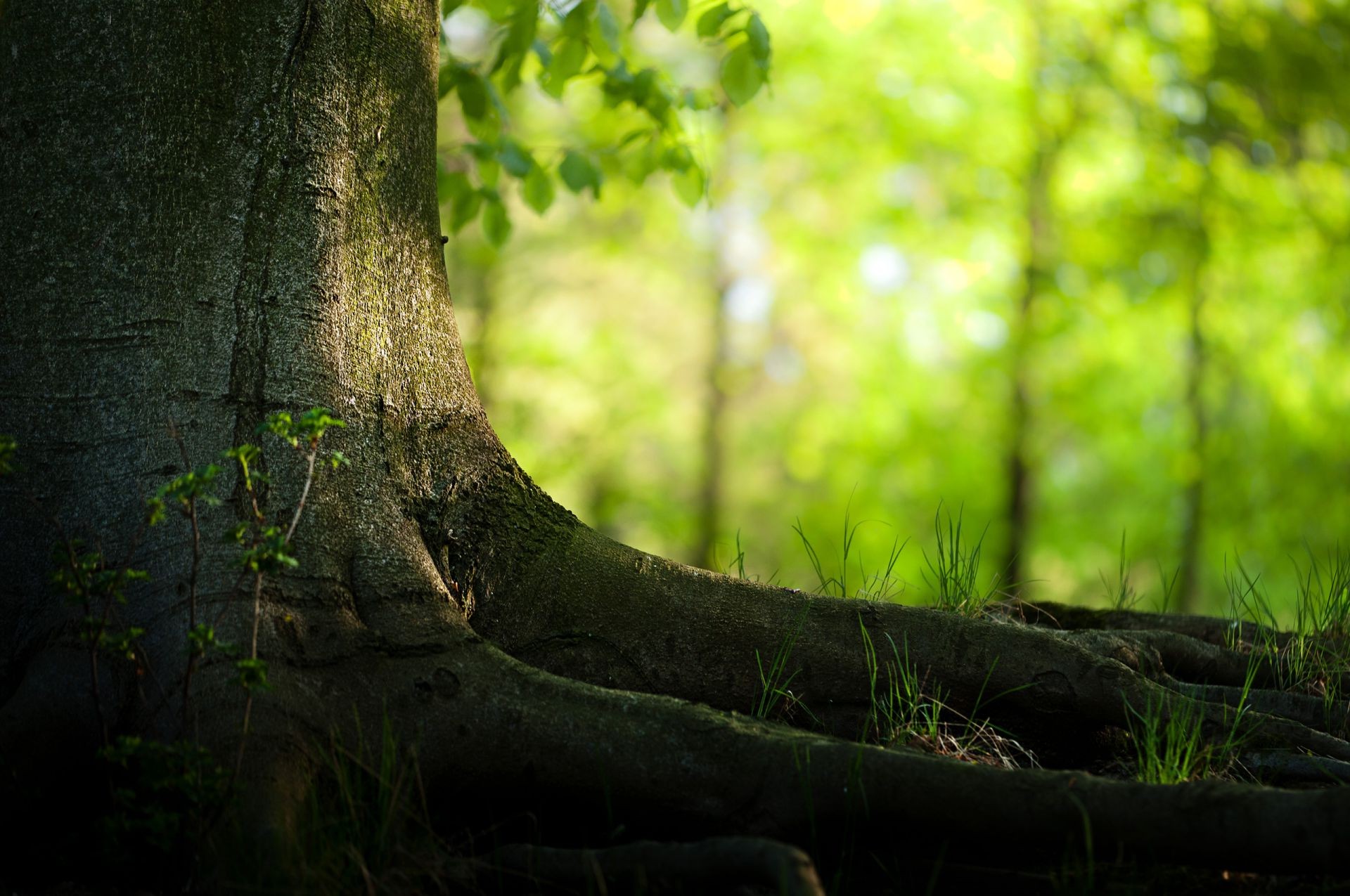 trees wood nature tree leaf landscape dawn park flora sun light trunk moss garden outdoors fall summer fog fair weather grass