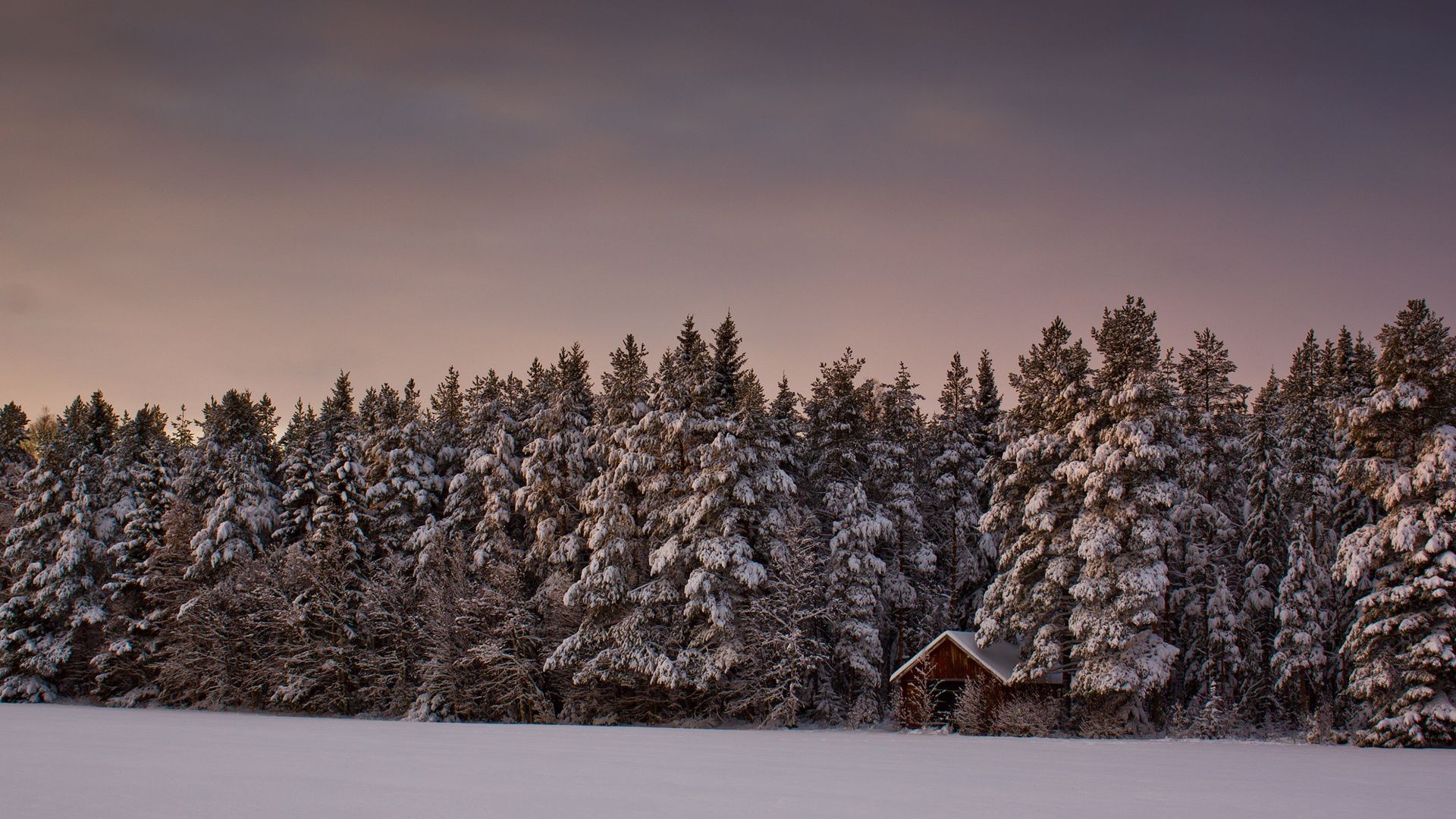 zima śnieg drzewo mróz zimne drewno krajobraz sezon mrożone natura pogoda evergreen sceniczny na zewnątrz lód światło dzienne świt