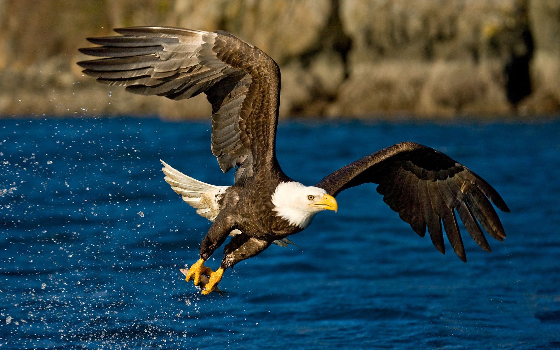 animaux oiseau faune aigle raptor nature animal aile pygargue à tête blanche vol bec plume proie voler sauvage