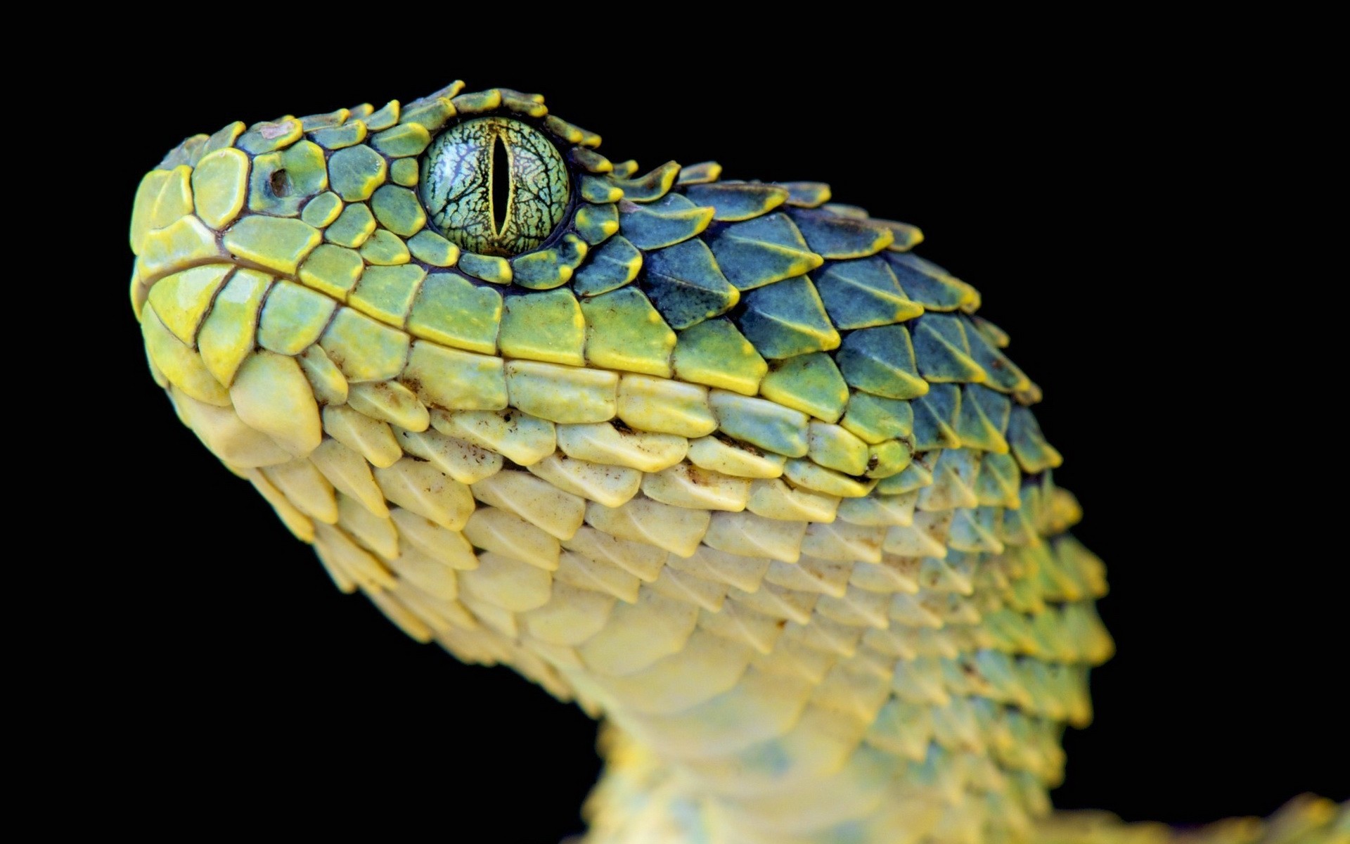 reptiles and frogs snake reptile nature animal wildlife poison desktop scale one exotic pet biology head lizard color python danger viper zoology