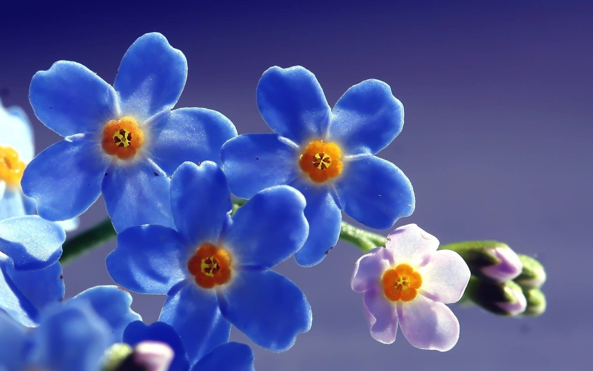 blumen blume natur flora blütenblatt sommer blumen blühen hell farbe höhe vergiss mich nicht blau