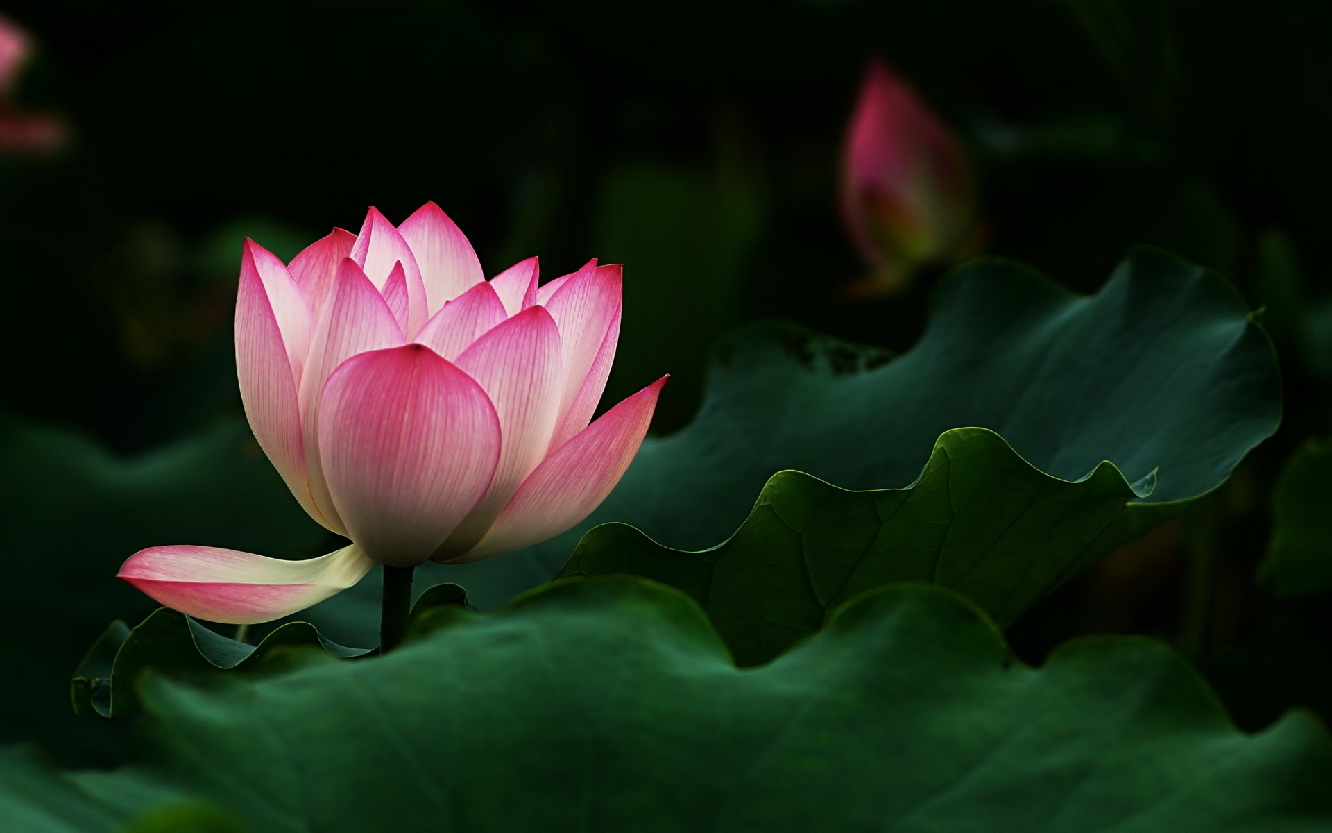 blumen lotus flora pool wasser blatt blume lilie natur tropisch blühen seerose schwimmen blütenblatt garten lotus exotisch heilig sommer zen rein blätter rosa