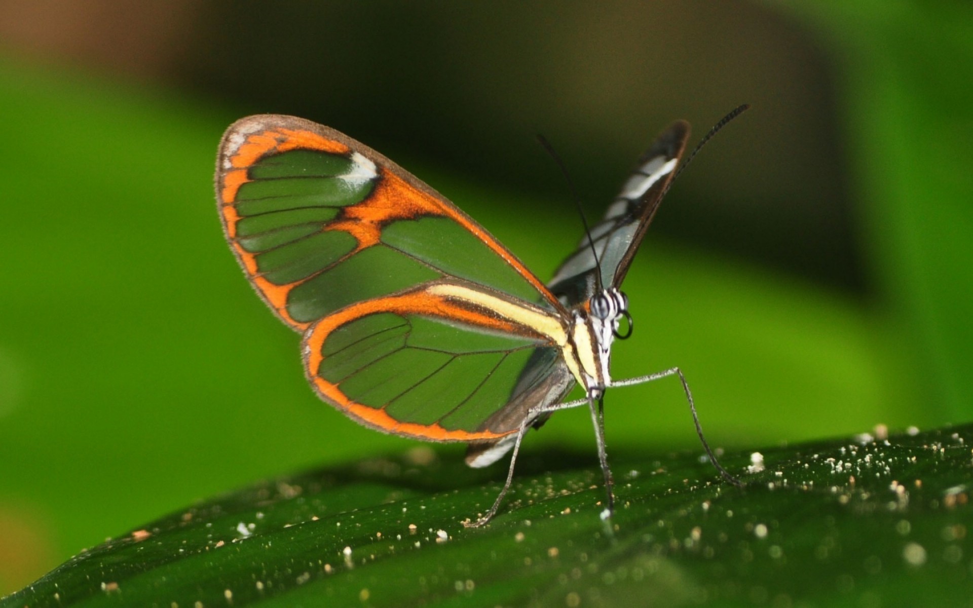 insectos insecto mariposa vida silvestre naturaleza volar animal ala invertebrados polilla antena jardín entomología hoja verano al aire libre biología poco lepidópteros salvaje alas