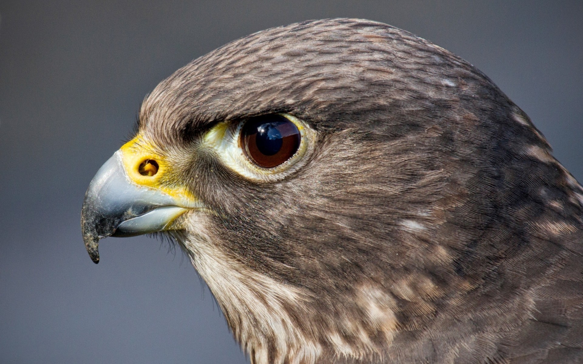 oiseaux de proie oiseau raptor aigle faune faucon hibou proie faucon fauconnerie bec animal avian plume oeil portrait vol prédateur chasseur chauve tête