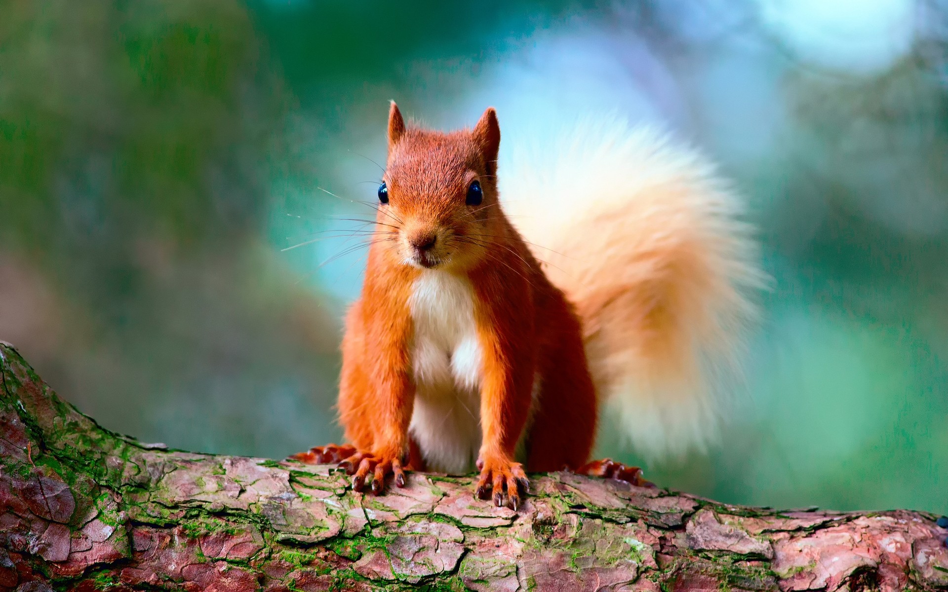 animales ardilla mamífero vida silvestre naturaleza madera lindo al aire libre árbol roedor pelaje animal salvaje retrato tuerca