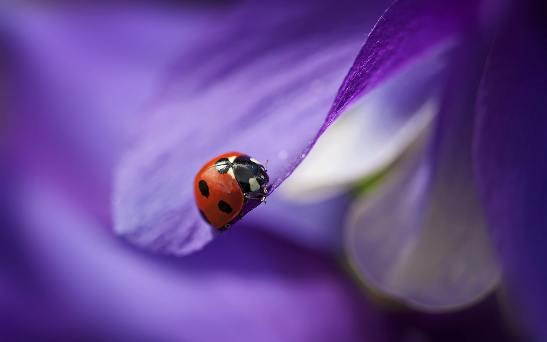 insekten natur marienkäfer insekt blume käfer flora sommer farbe hell garten unschärfe blatt biologie im freien