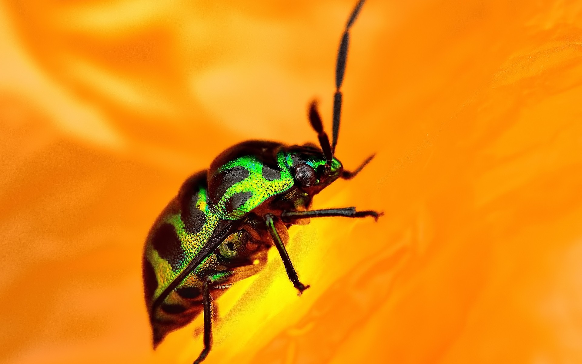 insekten insekt natur käfer tier tierwelt wirbellose farbe wild wenig im freien