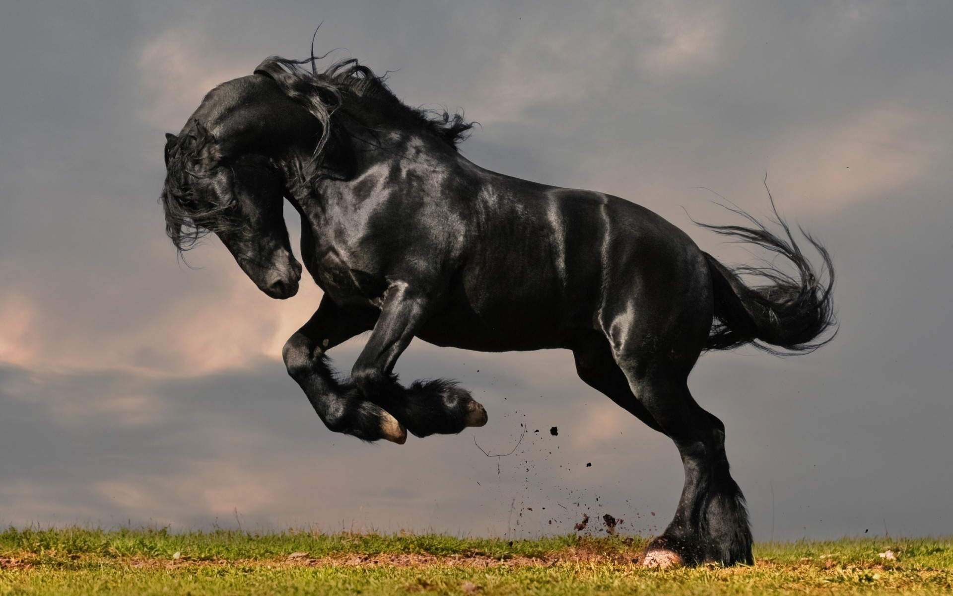 animals mammal animal cavalry mare horse equestrian field stallion one black horse