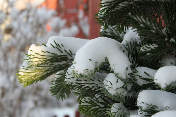 冬天的冷杉撒满了雪