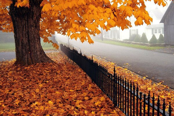 Ahorn-goldener Herbst in der Innenstadt