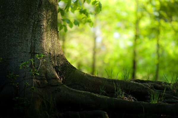 Ein Sommertag in unserem Wald