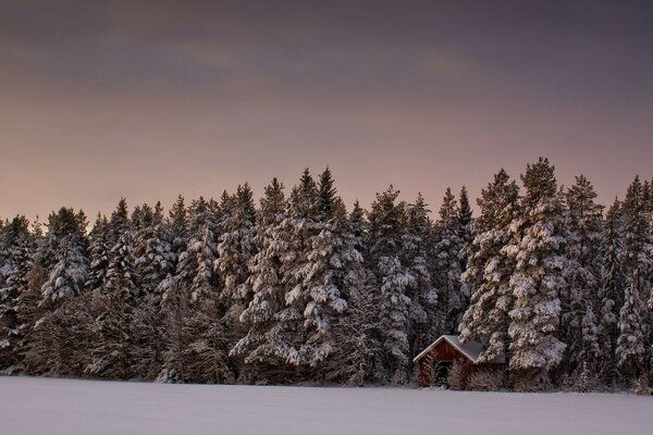 Paisaje invernal del bosque de coníferas