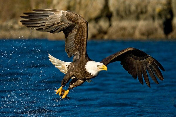 Aquila che vola sopra il fiume agitando le ali