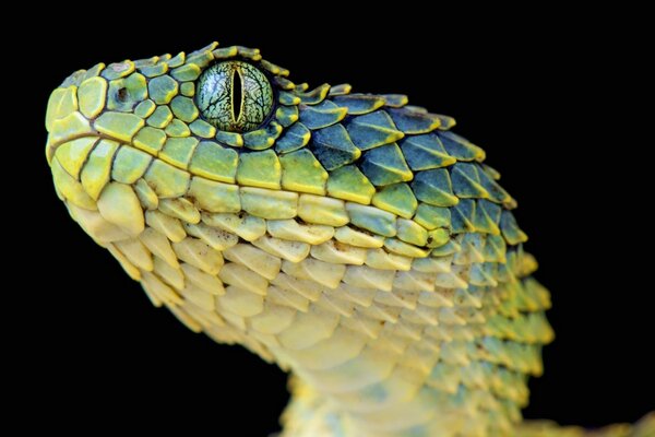 A beautiful scaly animal on a black background