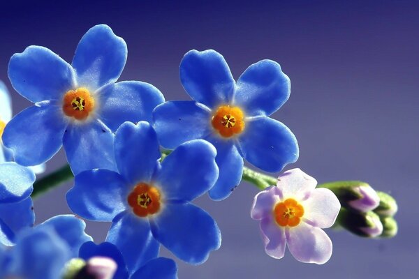 Hermosas flores. Pétalos cerca