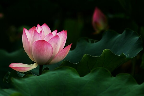 The lotus flower fascinates with its beauty