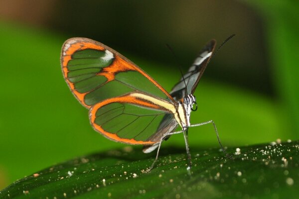 Beau papillon transparent insectes sur feuille