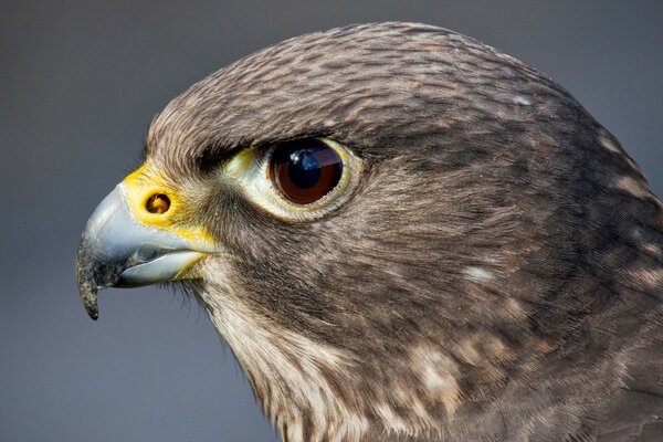 Aigle sauvage prédateur