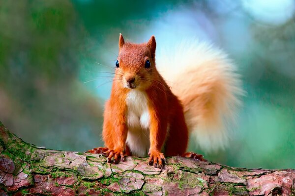 Piccolo scoiattolo in posa sulla macchina fotografica