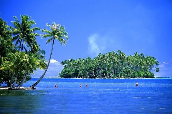 Palmeras en la costa en el fondo del islote