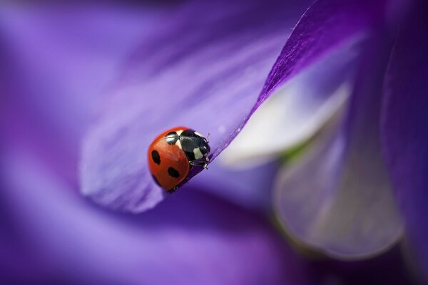 Coccinelle sur pétale violet