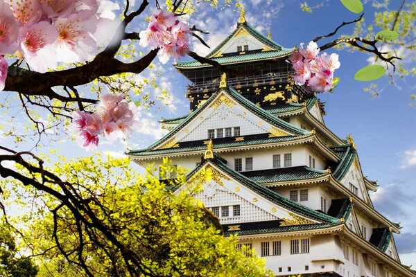 Maison de fleurs de cerisier au Japon