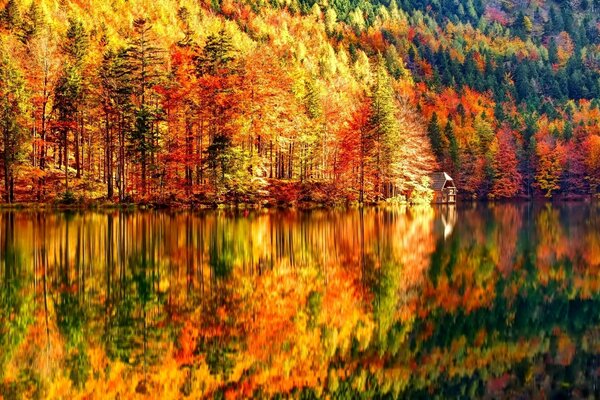 Automne doré, forêt le long de la rivière