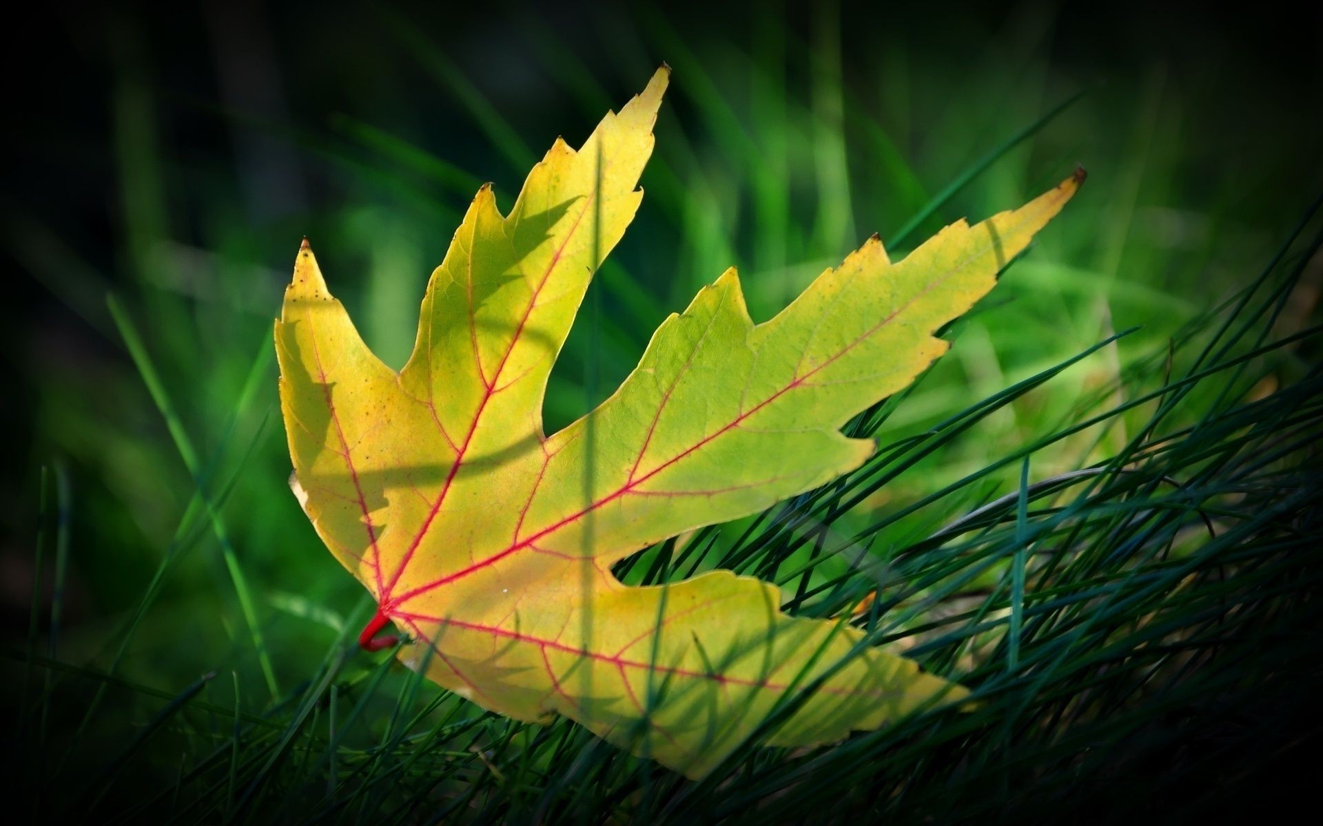 blatt blatt natur flora herbst hell licht wachstum holz umwelt farbe im freien holz desktop garten gras hell