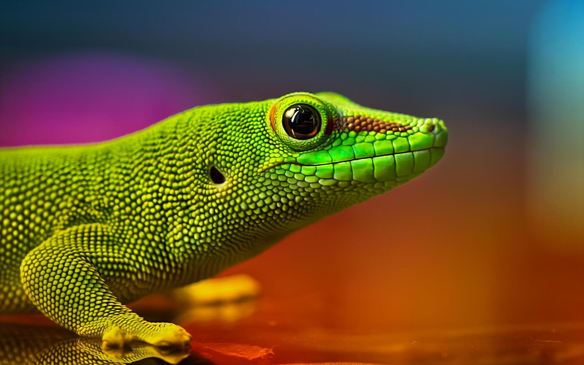 reptilien und frösche gazoo eidechse natur tierwelt tier tropisch grün