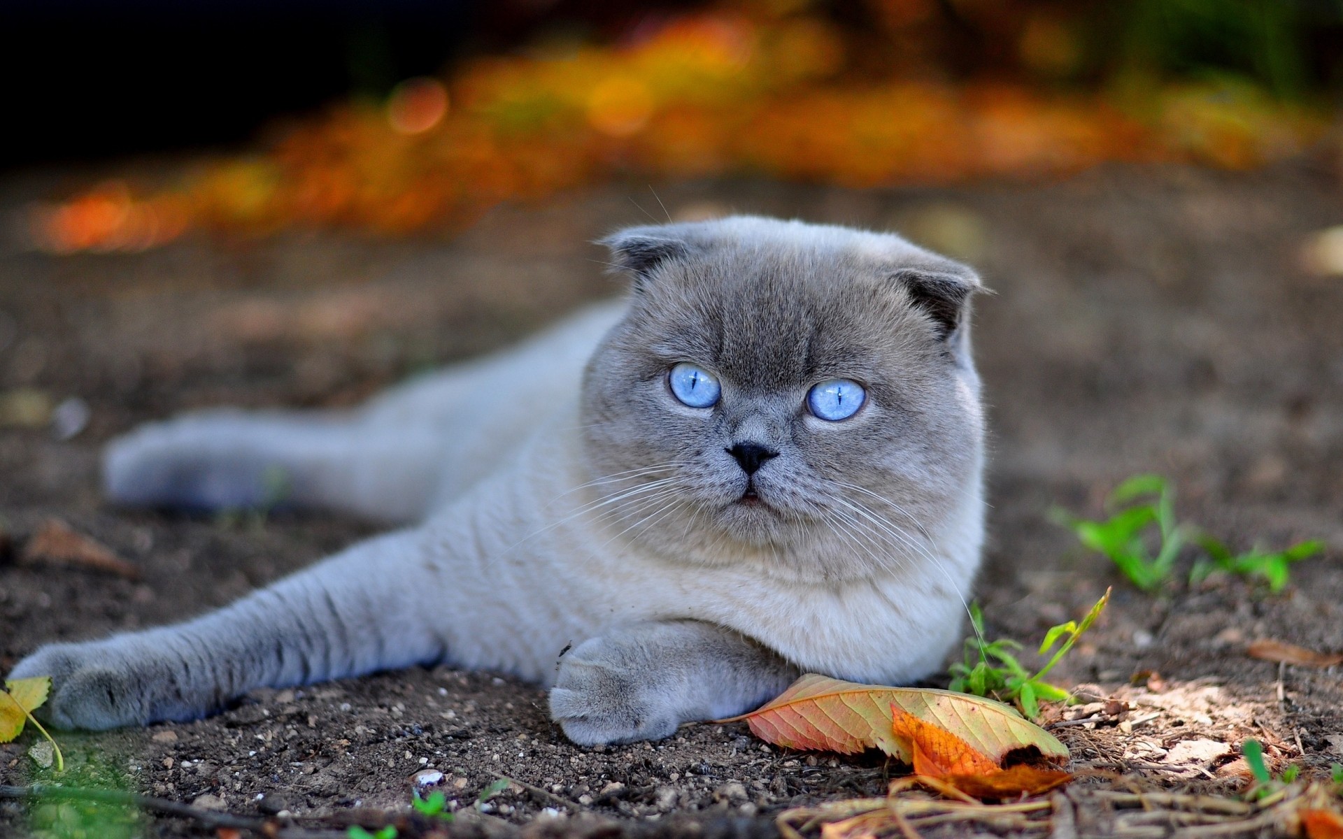 katzen natur niedlich katze säugetier wenig tier schottische hänge