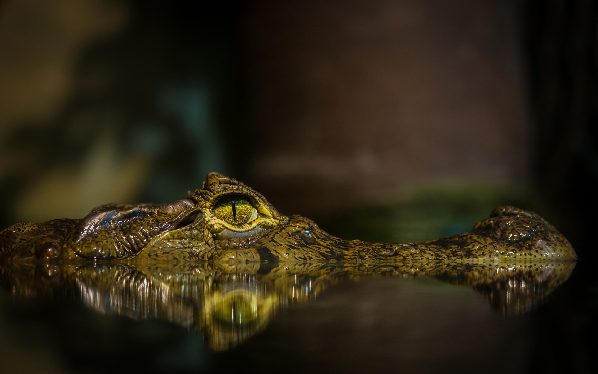 reptiles and frogs reptile crocodile wildlife nature amphibian alligator animal lizard predator snake frog danger water reflection wild portrait zoo aggression close-up