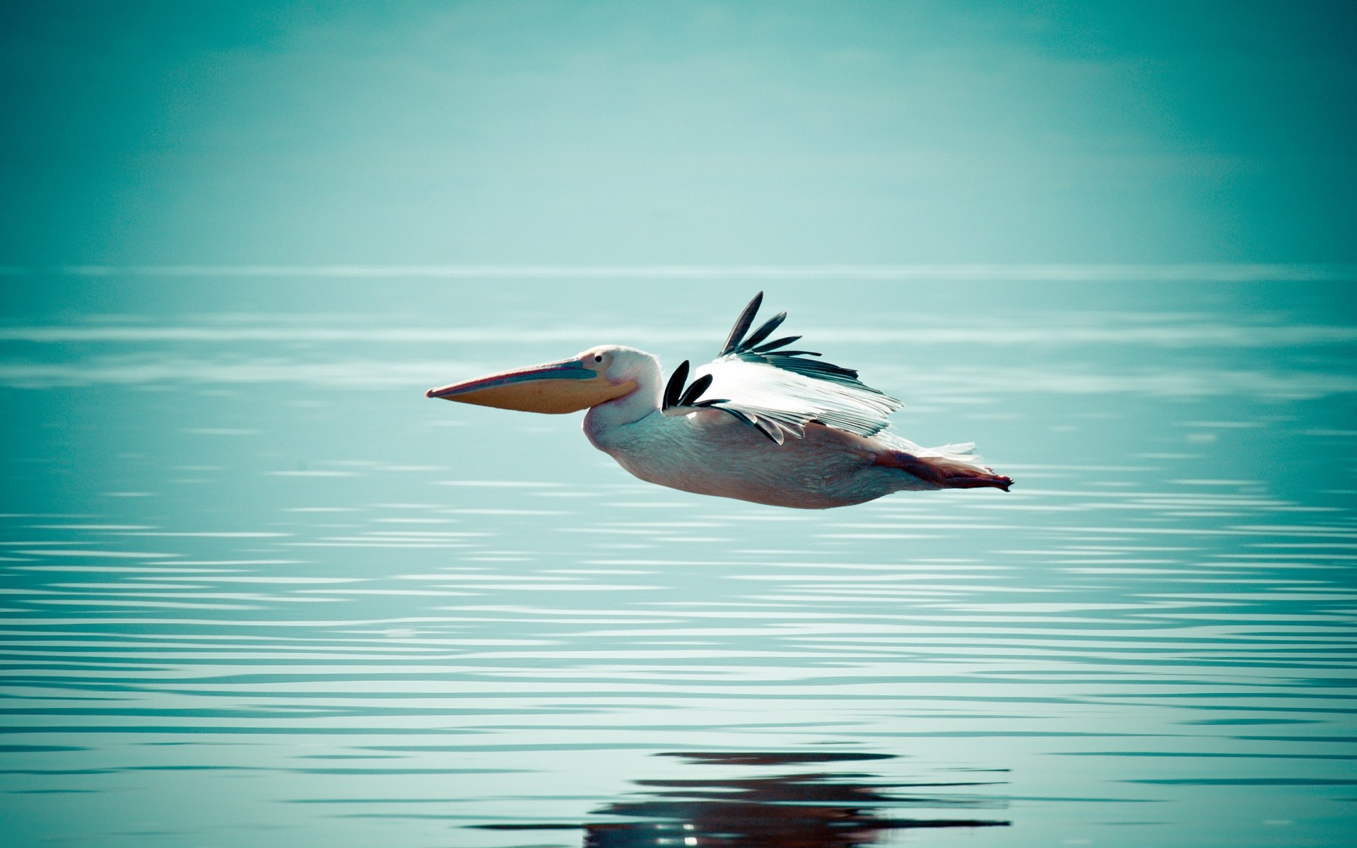 aves acuáticas agua vida silvestre aves naturaleza al aire libre natación océano mar salvaje lago verano pelícano