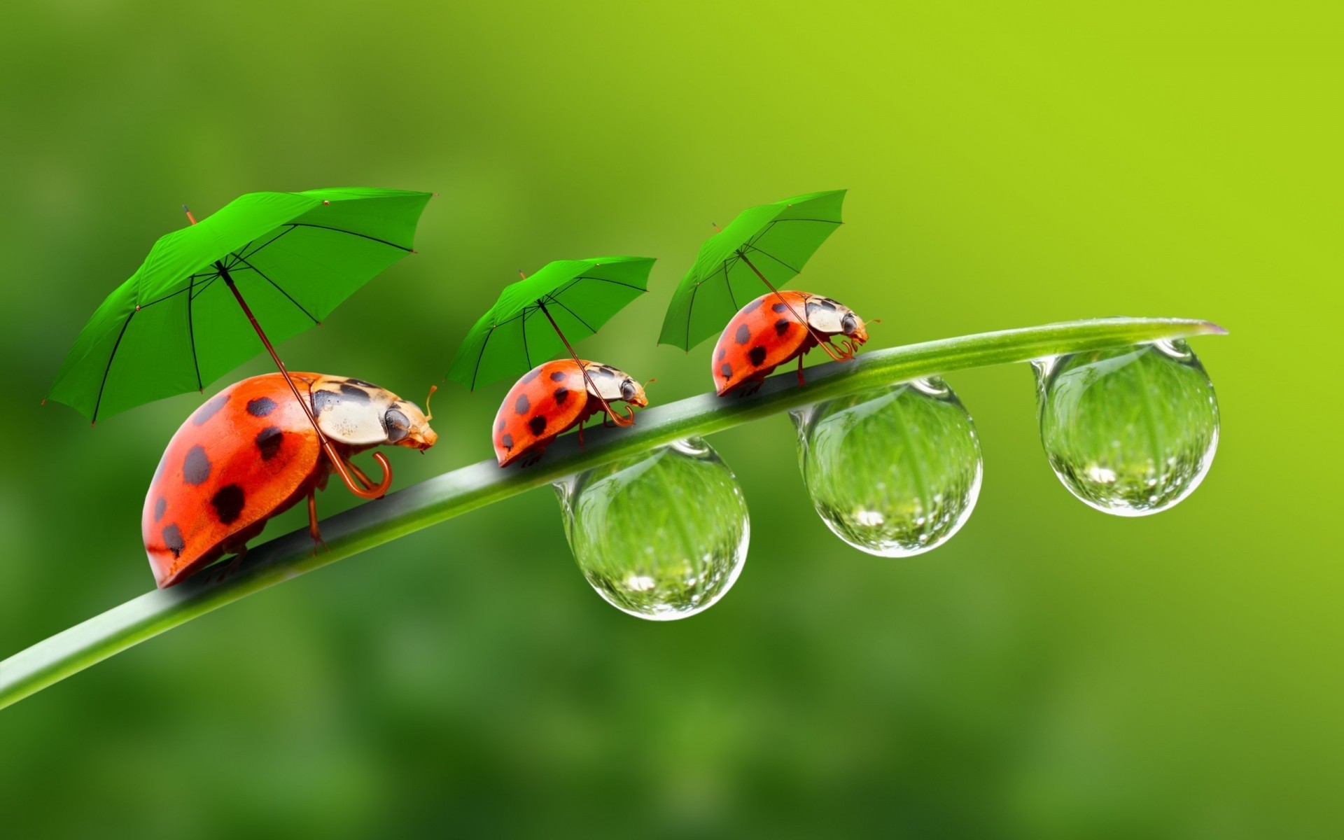 insects ladybug beetle dew rain insect leaf nature flora purity biology drop blade summer garden grass environment growth little bright ladybugs umbrellas droplets