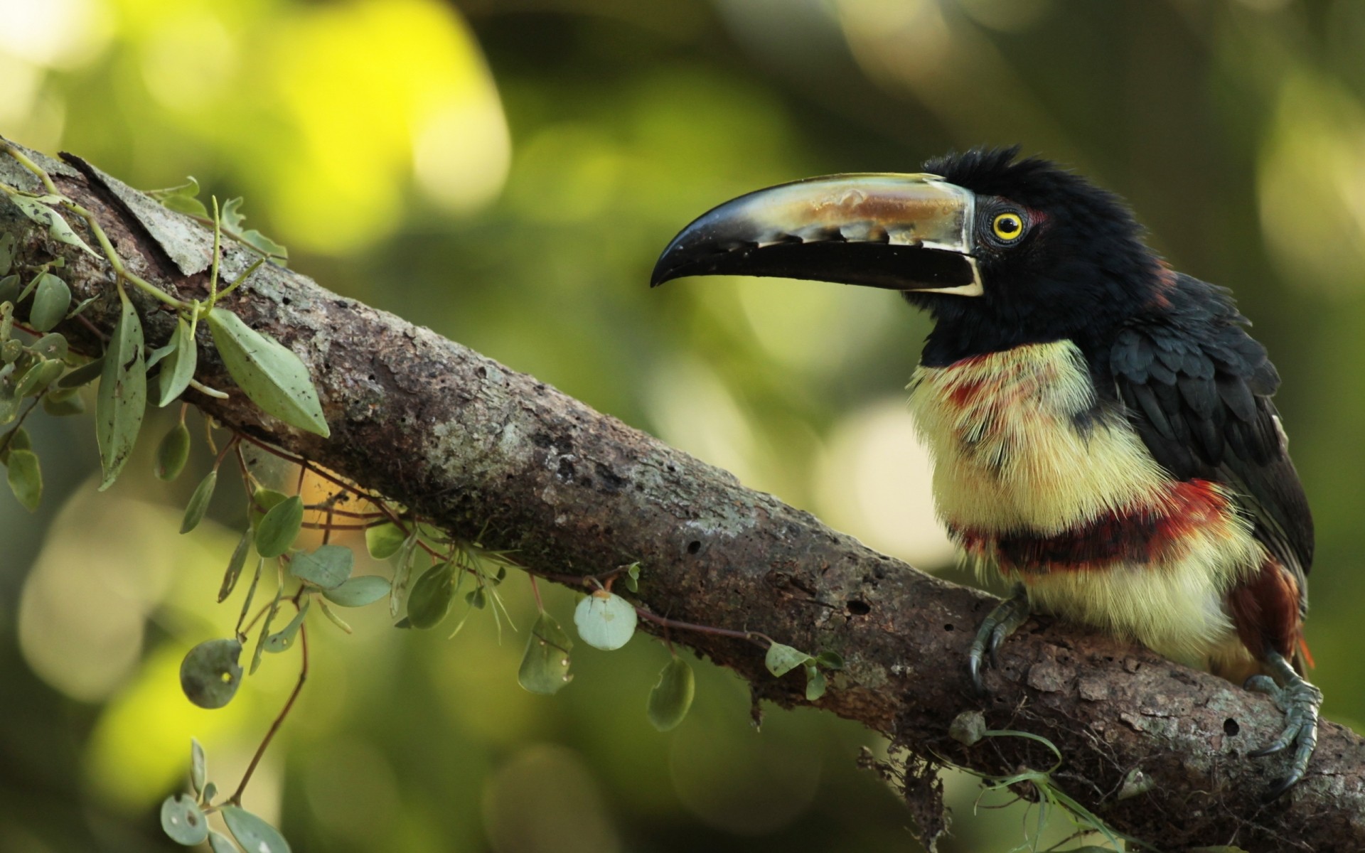 uccelli uccello fauna selvatica natura animale selvaggio all aperto becco tropicale ala primo piano albero