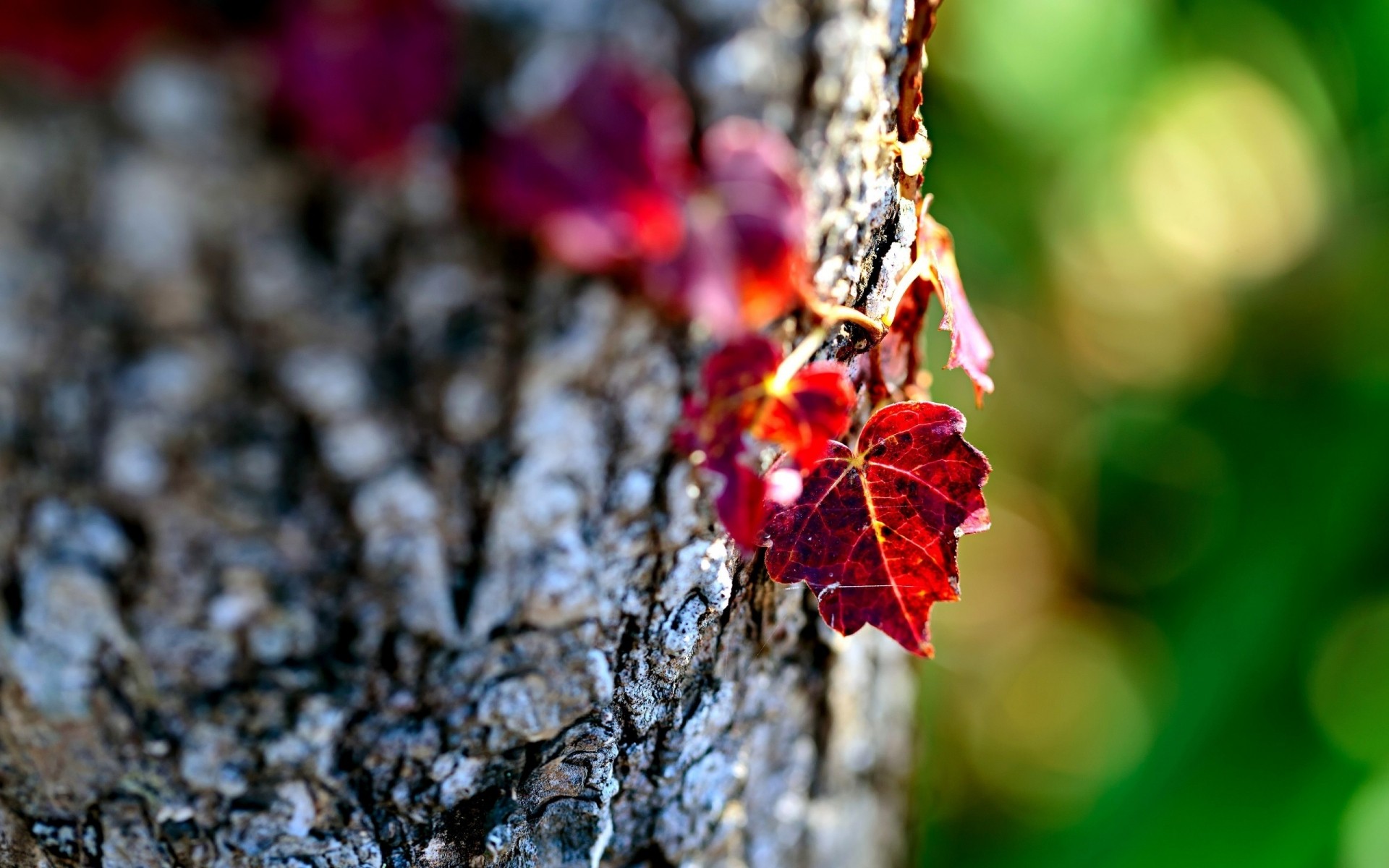 automne nature feuille arbre gros plan bois flore à l extérieur automne couleur alimentaire branche saison feuilles