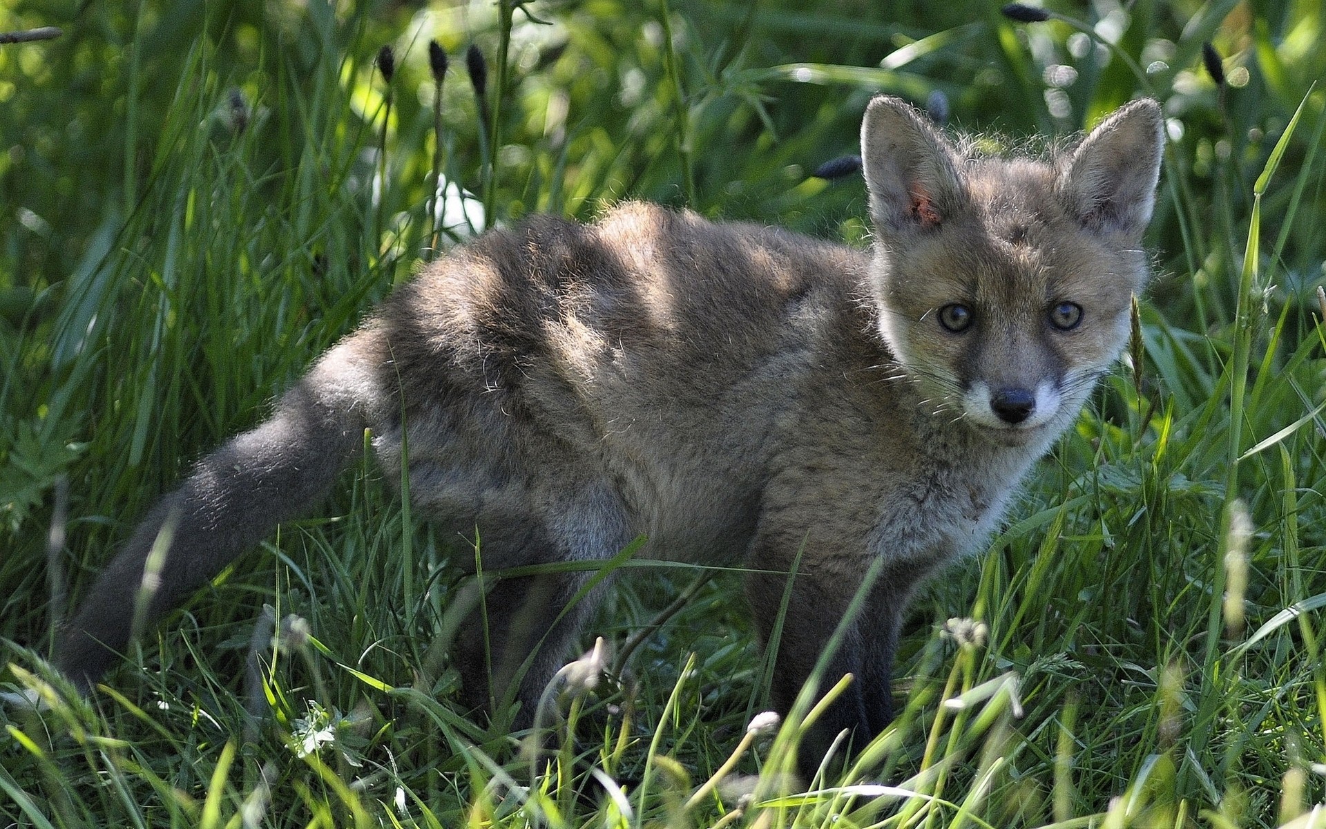 animals mammal animal grass cute wildlife nature little fur outdoors wild fox canine young baby looking