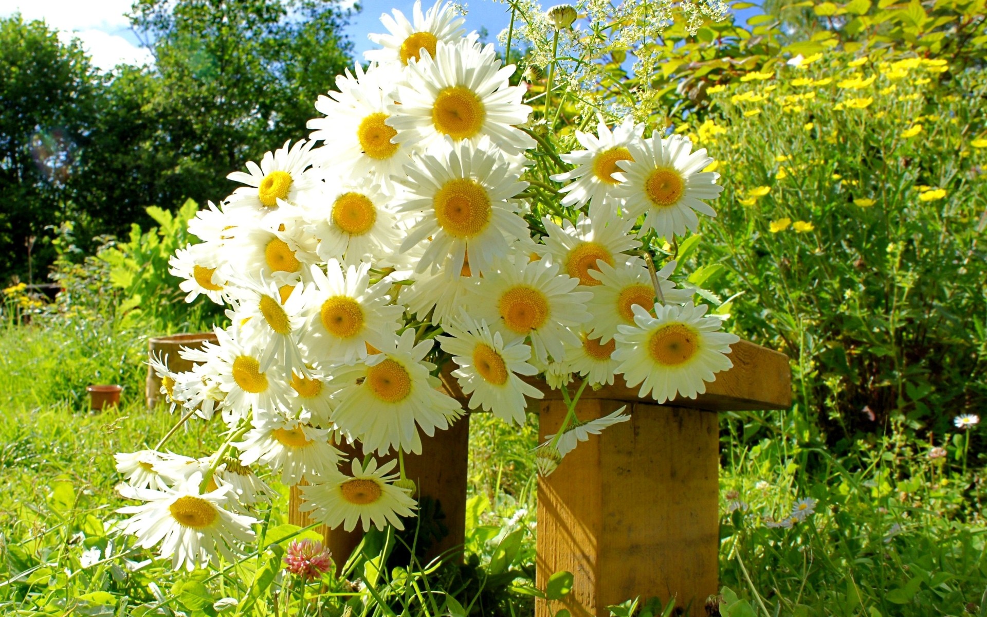 çiçekler çiçek doğa yaz flora bahçe yaprak çiçek saman alan çiçeklenme çimen parlak renk büyüme sezon güzel güneşli taçyaprağı açık havada papatyalar buket