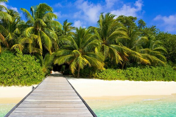 Beautiful green palm trees and clear sea