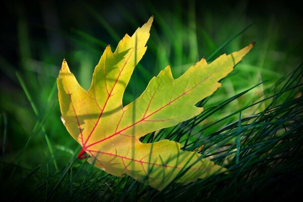 Hoja de otoño que cayó sobre la hierba