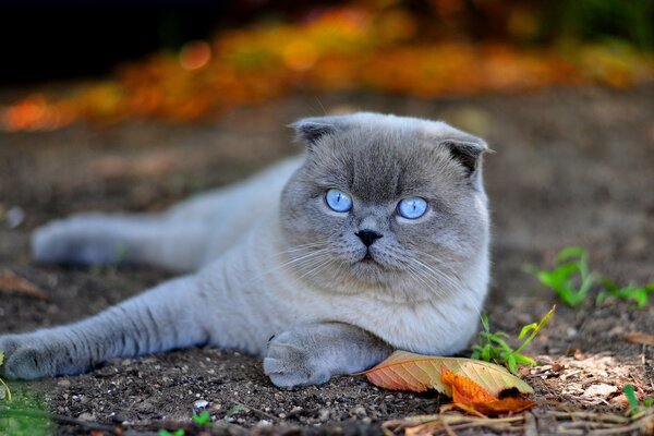 A blue-eyed gray cat is lying on the road