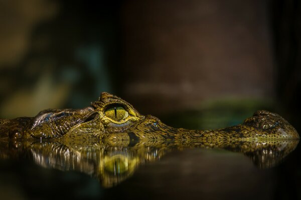 Crocodilo e rãs são ambos répteis