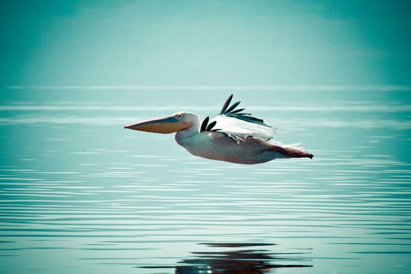 Volo dell uccello sopra la superficie dell acqua