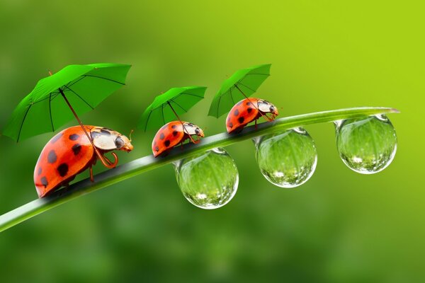 Coccinelles mignonnes avec des parapluies