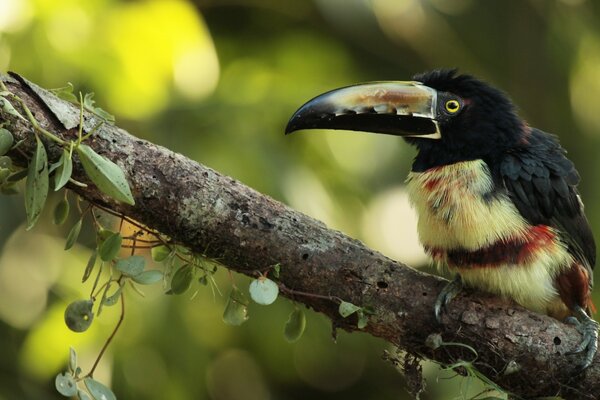 Pájaro exótico sentado en una rama con un pico grande