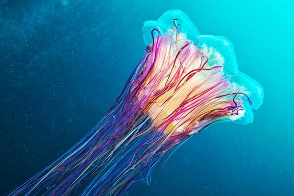 Colorful jellyfish underwater inhabitants of the ocean