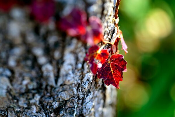 Schöne Herbstblätter auf der Rinde Nahaufnahme