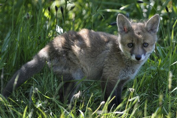 Ein Fuchs auf dem grünen Rasen