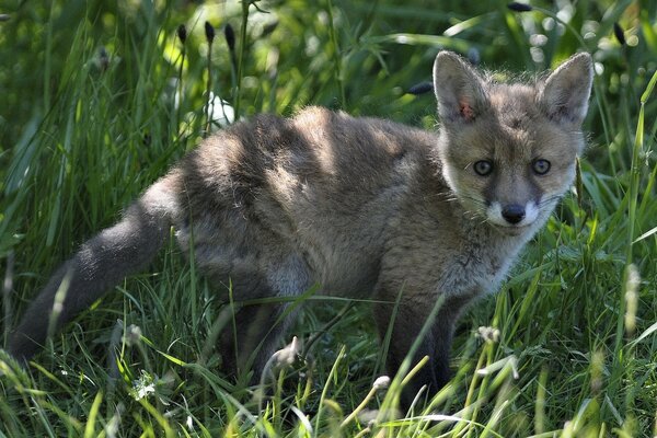 A fox cub on the green grass