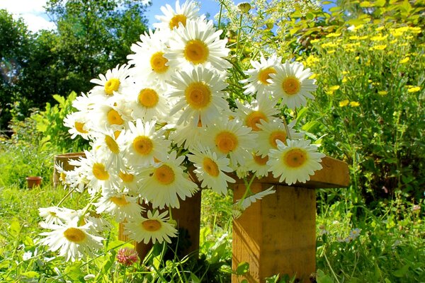 Énorme bouquet de marguerites sur le banc