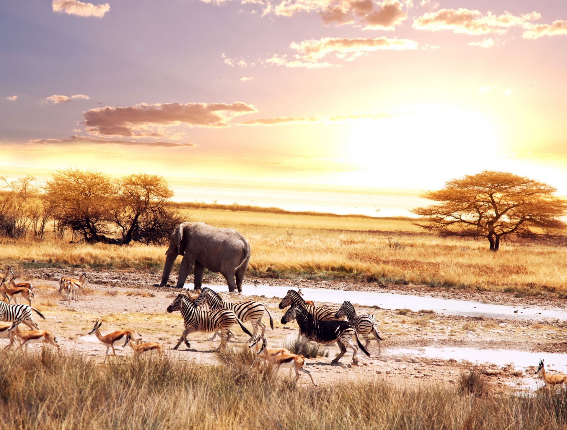 sabana mamífero naturaleza safari hierba vida silvestre al aire libre amanecer paisaje puesta de sol cielo animal campo árbol